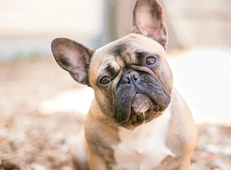 A bulldog is staring at the camera and tilting its head.