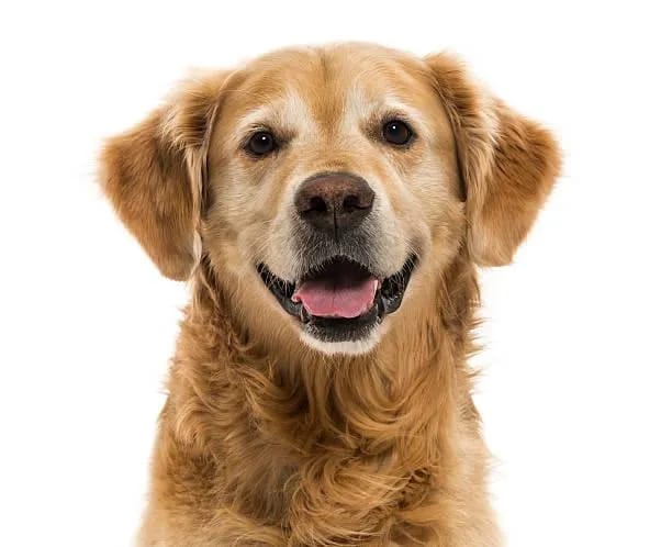 A golden retriver is staring at the camera with white background.