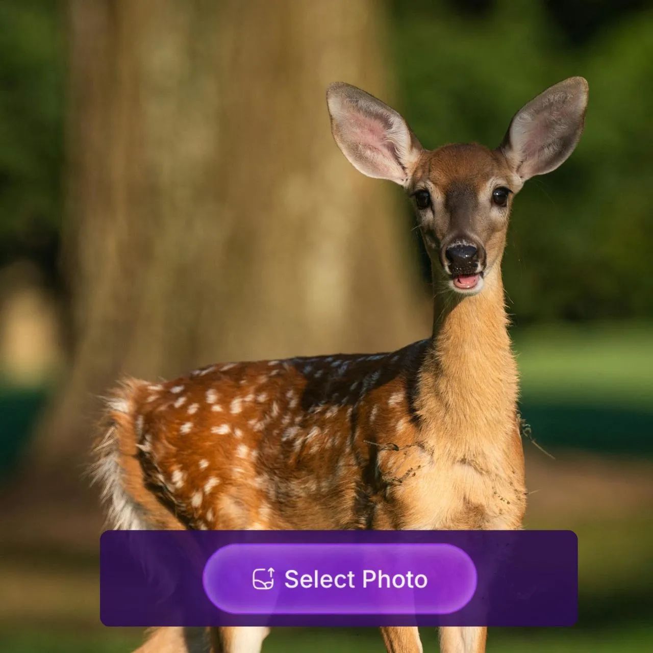 A portrait of a deer in the forest, with a sticker showing the "select photo" button, used as a material for AI furry art generator tutorial.