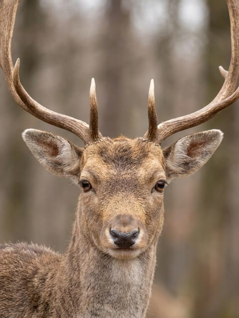 Portrait of a deer in forest. Template for AI furry art generator.