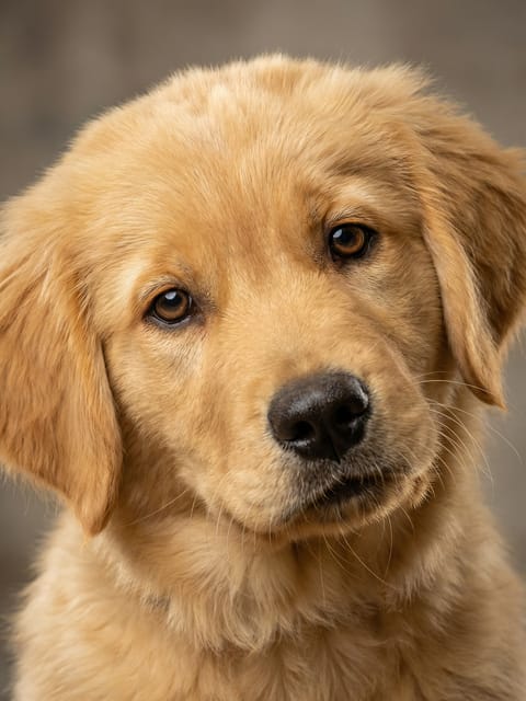 Portrait of a golden retriever puppy staring at the camera. Template for AI furry art generator.