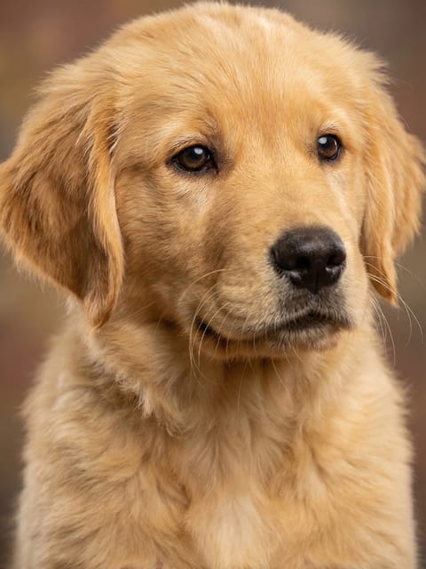 Portrait of a golden retriever puppy gazing off the camera. Template for AI furry art generator.