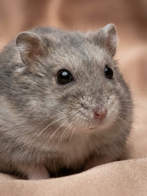 Portrait of a cute gray hamster. Template for AI furry art generator.