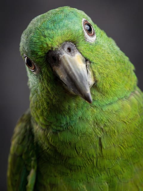 Portrait of a green parrot with a black background. Template for AI furry art generator.