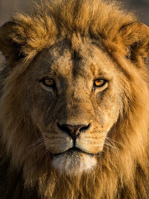 Close-up of a lion. Template for AI furry art generator.
