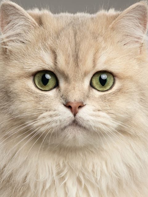 Portrait of a Persian cat with plain background. Template for AI furry art generator.
