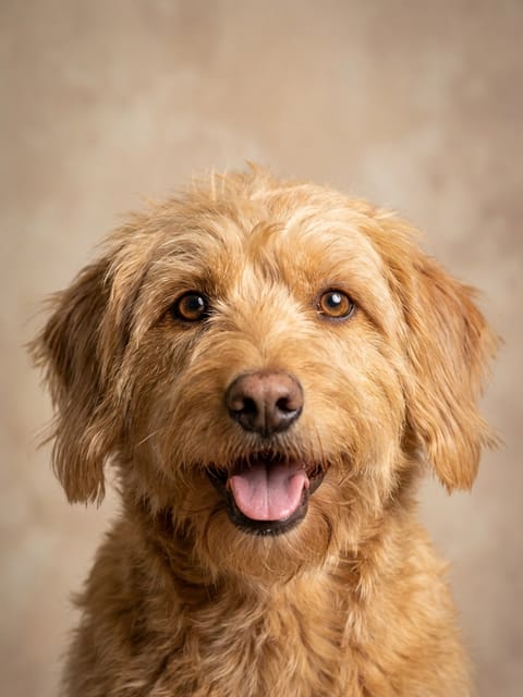 Portrait of a golden puppy. Template of AI furry art generator.