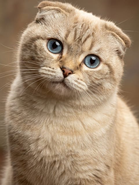 Portrait of a Scottish fold cat with blue eyes. Template for AI furry art generator.