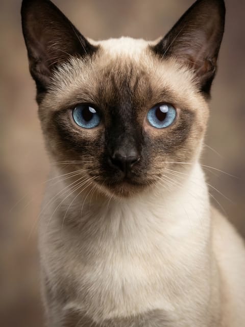 Portrait of a Siamese cat with blue eyes. Template for AI furry art generator.