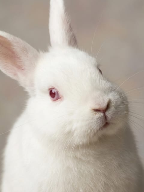 Portrait of a white rabbit. Template for AI furry art generator.