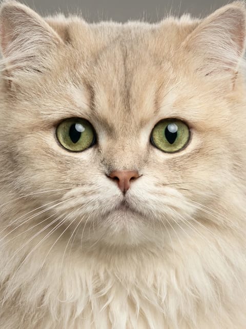 無地の背景を持つペルシャ猫の肖像画。 AI 画像から画像へのテンプレート。