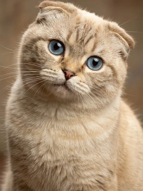 青い目をしたスコティッシュフォールド猫の肖像画。 AI 画像から画像へのテンプレート。